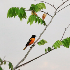 Icterus galbula