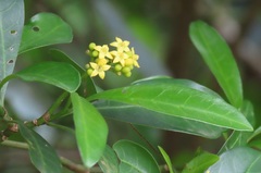Psychotria capensis capensis