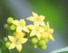 Psychotria capensis capensis