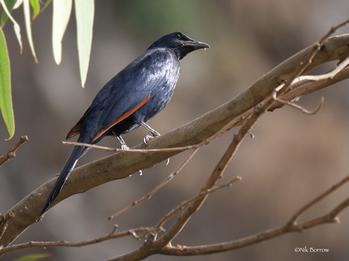 Northern Red-winged Starling