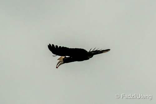Black Hornbill