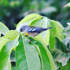 Setophaga americana