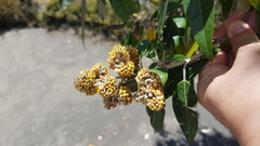Buddleja nitida