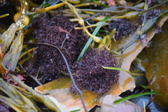 Vertebrata lanosa