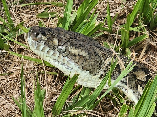 Coastal Carpet Python sighting