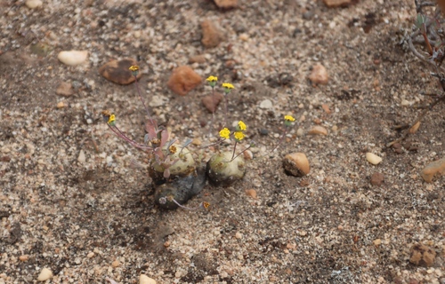 Crassothonna cacalioides