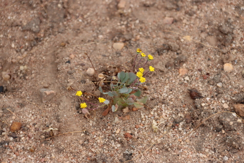 Crassothonna cacalioides