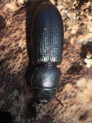 Tenebroides americanus