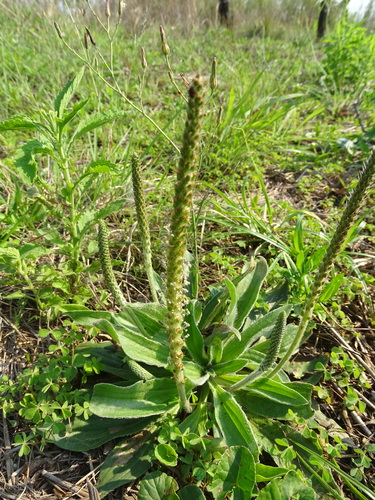 Plantago tomentosa, photograph 5