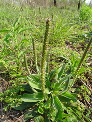 (c) Shaun Swanepoel, some rights reserved (CC BY) Plantago tomentosa, photograph (c) Shaun Swanepoel, some rights reserved (CC BY)