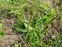 Plantago tomentosa, photograph (c) Shaun Swanepoel, some rights reserved (CC BY)