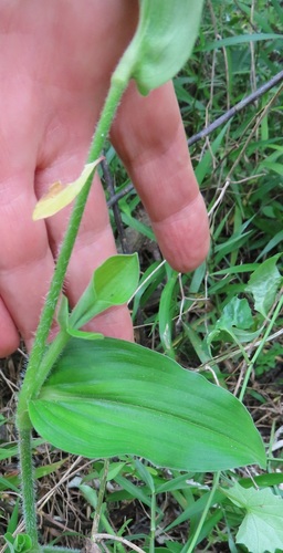 Clinging Aneilema