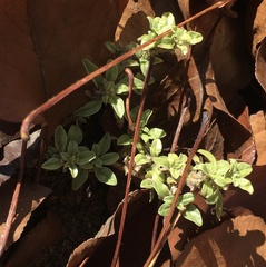 Magnoliopsida