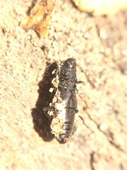Prolyctus exaratus
