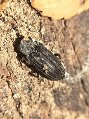 Prolyctus exaratus