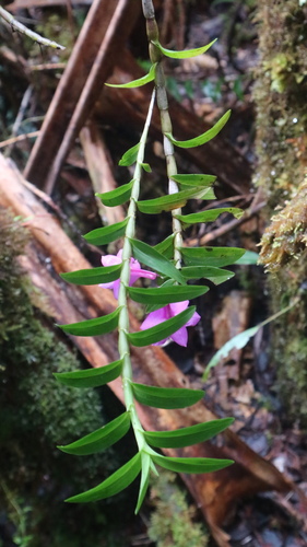 Dendrobium alderwereltianum J.J.Sm.