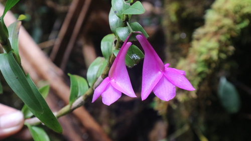 Dendrobium alderwereltianum J.J.Sm. 2
