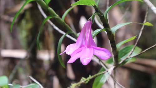 Dendrobium alderwereltianum J.J.Sm. 3