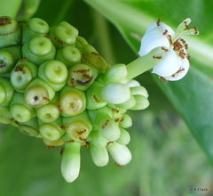 Wasmannia auropunctata