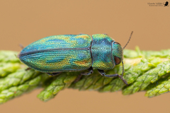 Trigonogenium