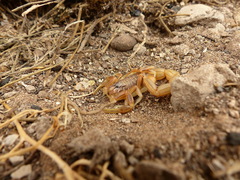 Buthus atlantis