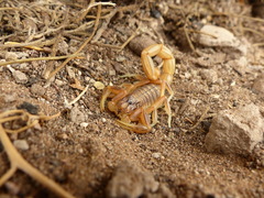 Buthus atlantis