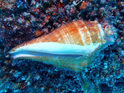 Lambis truncata