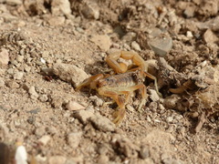 Buthus atlantis
