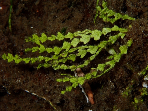 Three finger leaf alga (Halimeda incrassata)