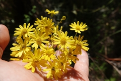 Senecio rufiglandulosus
