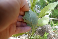 Senecio rufiglandulosus