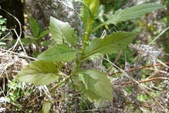 Senecio rufiglandulosus