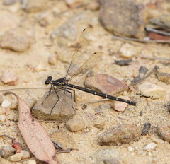 Austroargiolestes isabellae