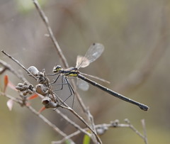 Austroargiolestes isabellae
