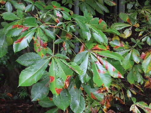 Japanese Horse-chestnut (Aesculus turbinata)