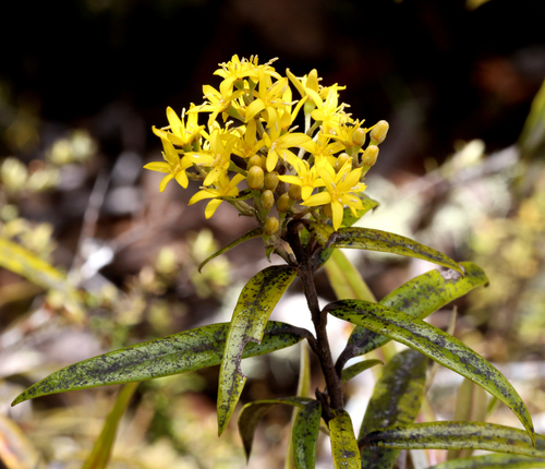 Corokia buddleioides (Corokia buddleioides)
