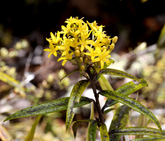 Corokia buddleioides