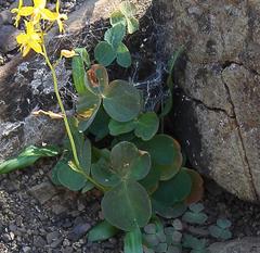 Oxalis orbicularis