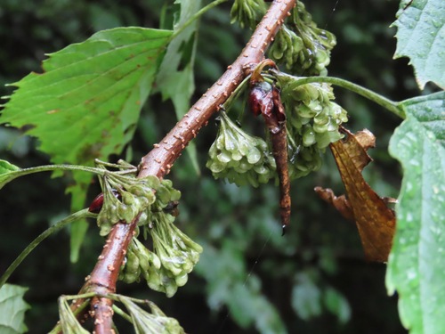 Euptelea polyandra, photograph 6