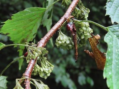 Euptelea polyandra, photograph (c) Marco Mussita, some rights reserved (CC BY)