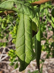 Trixis inula