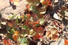 Oxalis orbicularis