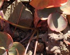 Oxalis orbicularis