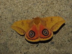 Automeris jucunda