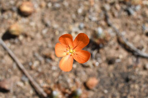 Drosera leucoblasta