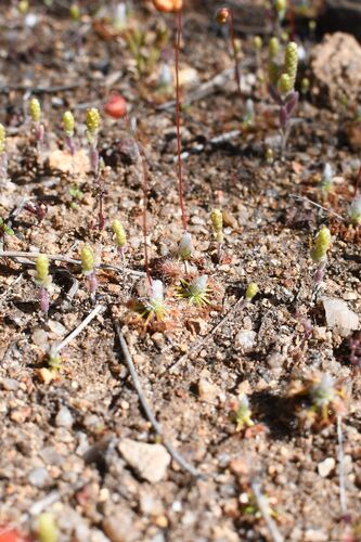 Drosera leucoblasta