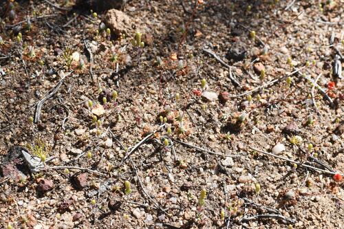 Drosera leucoblasta