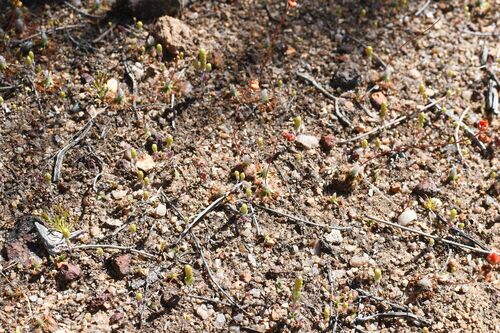 Drosera leucoblasta