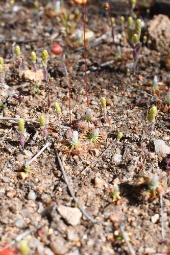 Drosera leucoblasta
