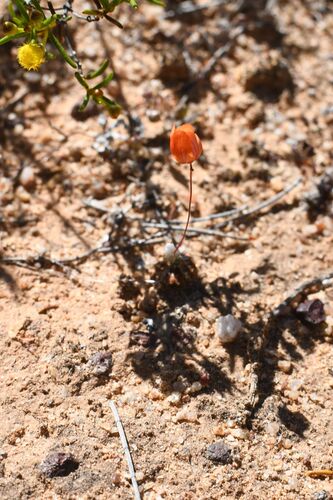 Drosera leucoblasta